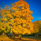 Herbst bunter Baum Kurpark Reit im Winkl