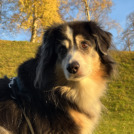 Australian Shepherd, Hundefotografie